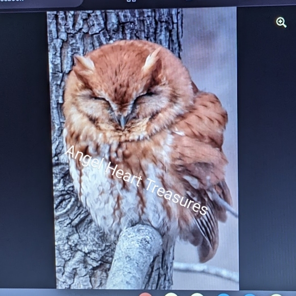 4x6 Original Photography Sleeping Red Morph Eastern Screech Owl Print - Picture 2 of 2
